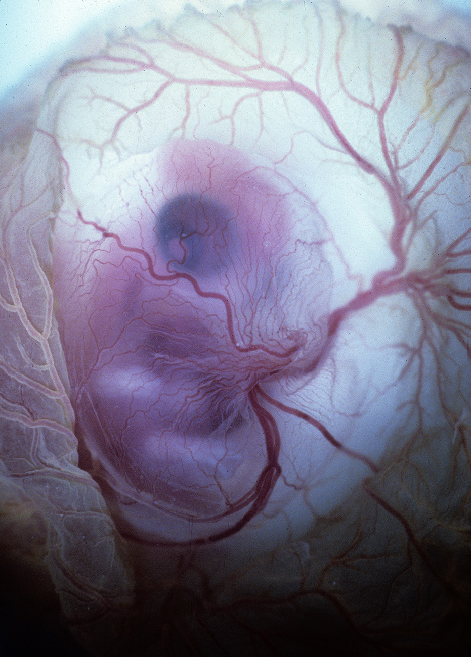 Chick Embryo X-rays Logo